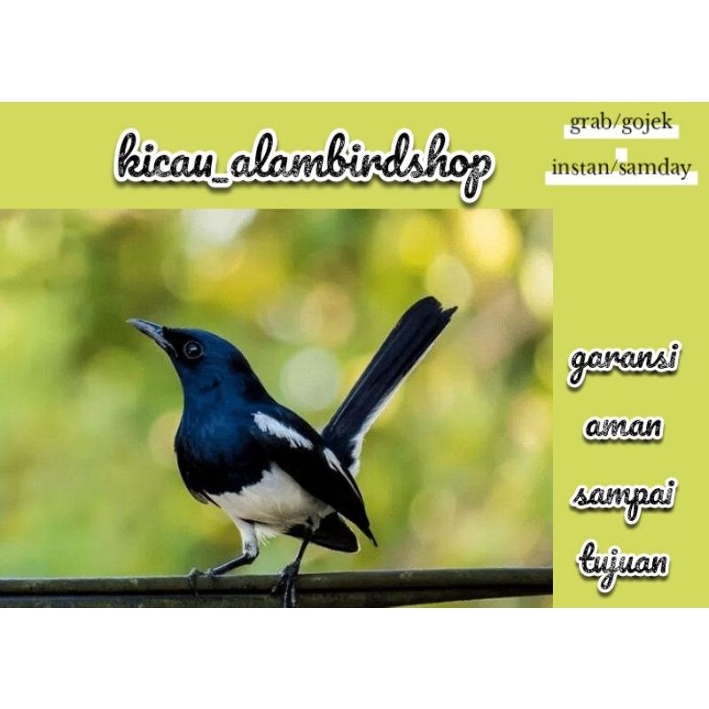 burung kacer kalimantan  jantan 100%