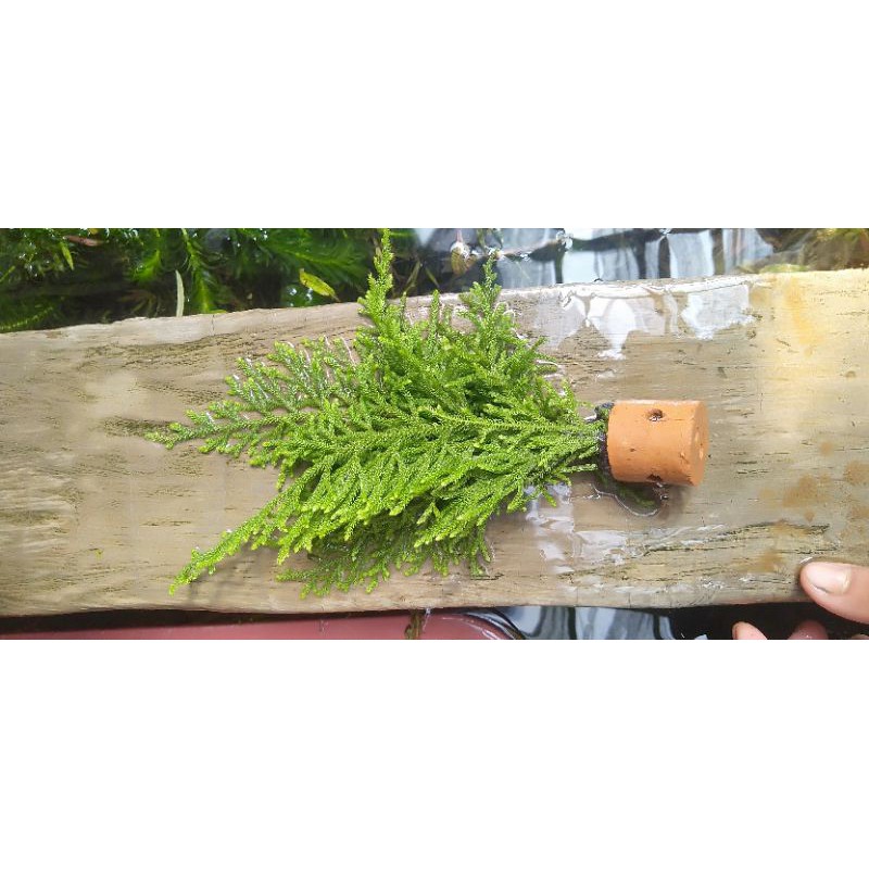 Pakis Rane tanaman aquascape paludarium