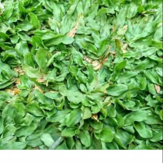 Rumput gajah mini per meter