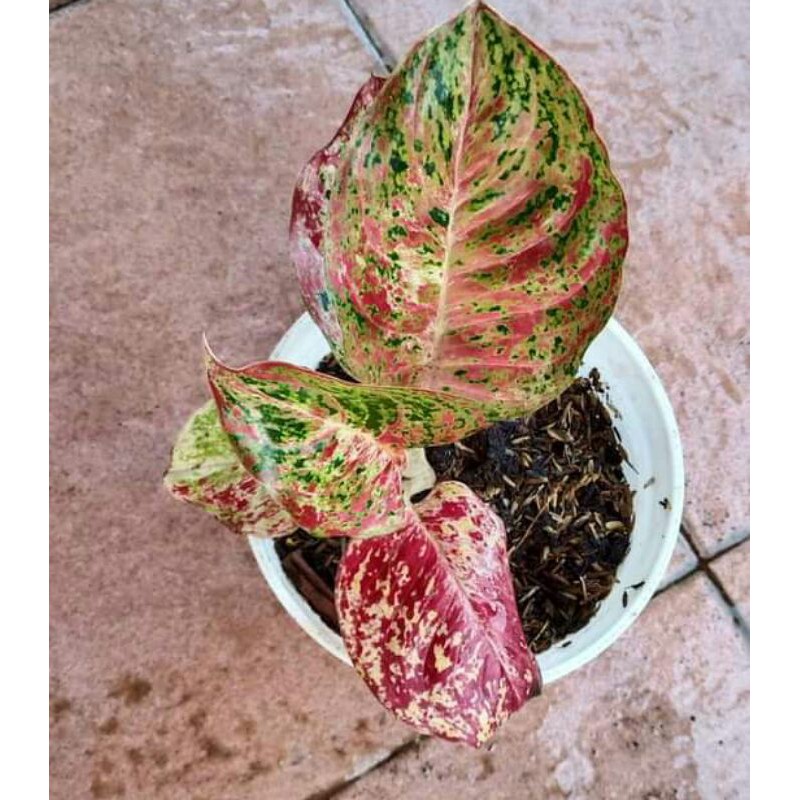 bonggol aglonema wulandari