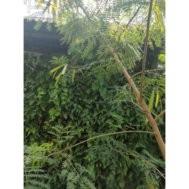 

Benih Petai Cina/ Mlanding Kering tua kecil-kecil 100 biji