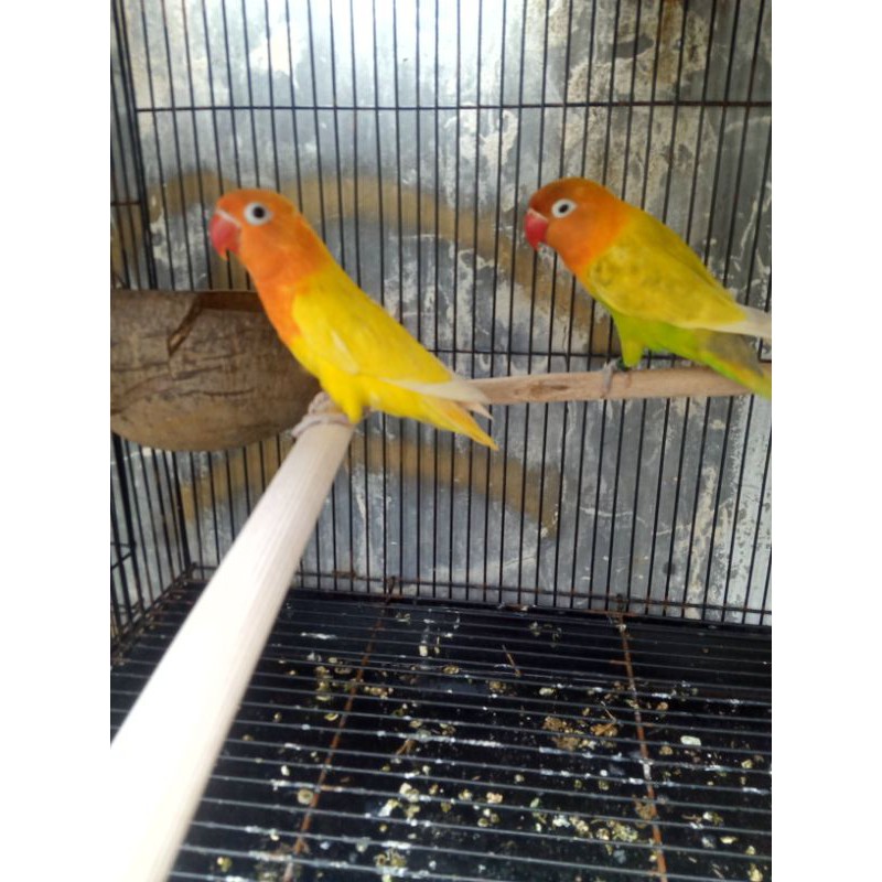 Burung love bird lutino dan paskun