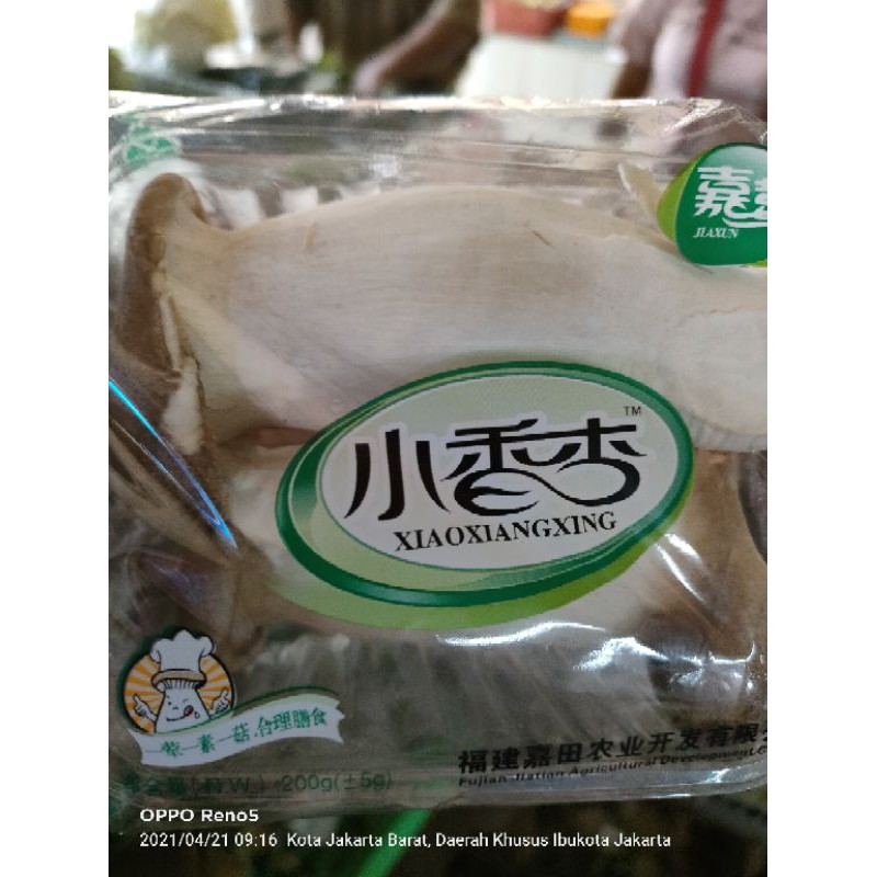 

king oyster mushroom