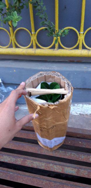 Bibit Bunga Kamboja Jepang