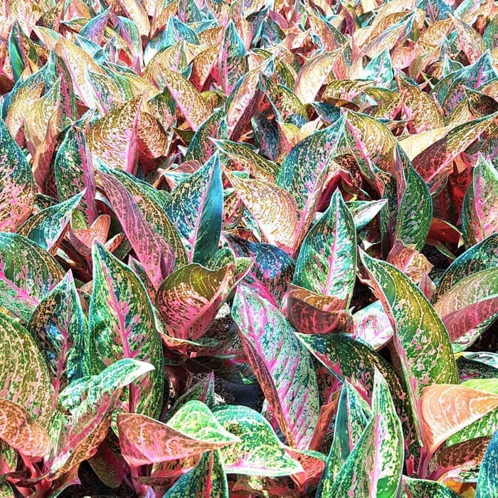 Tanaman Aglonema Tiara⠀⠀⠀⠀⠀⠀