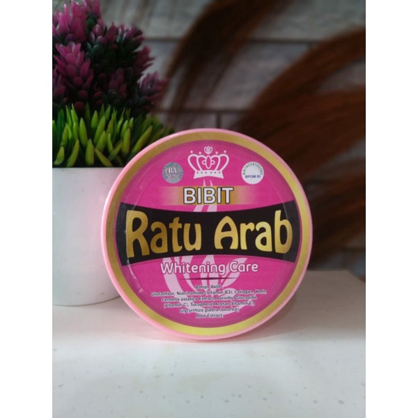 Bibit Ratu Arab ORIGINAL