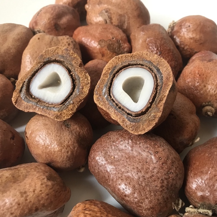 Zuriat Promil madinah original asli promil buah doum buah dzuriat PCS buah zuriyat COD promil jsr za