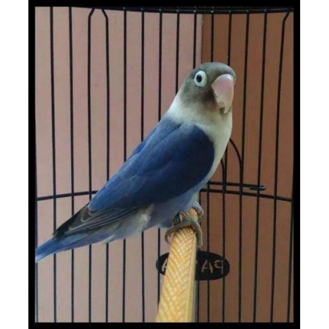 Burung lovebird Violet
