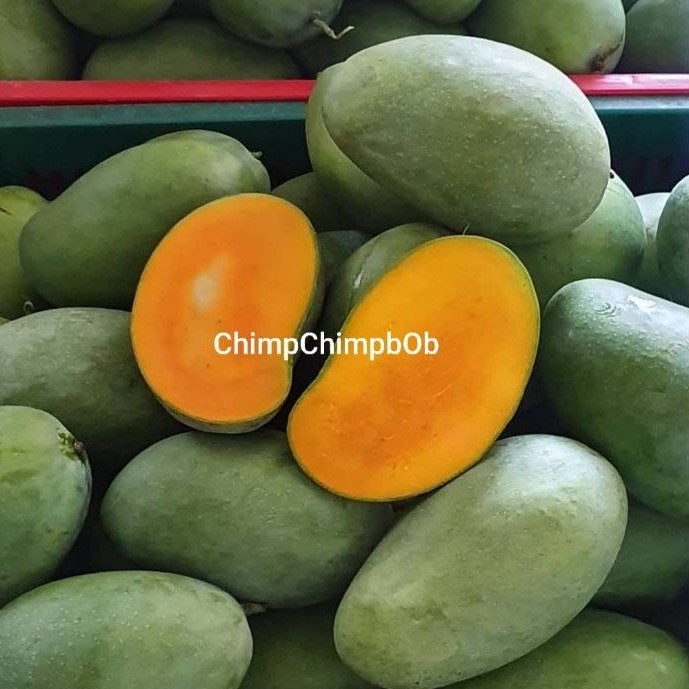 

MANGGA HARUM MANIS 1 KG SEGAR / RIPE MANGO FRESH FRUIT 1 KG