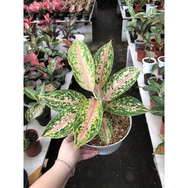 Aglaonema Serena