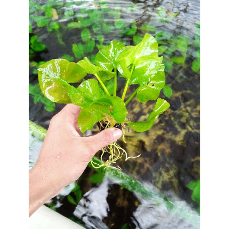 water Lily tanaman aquascape