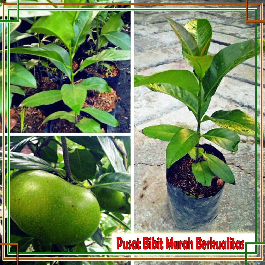Bibit Black Sapote Jumbo, Sawo Hitam