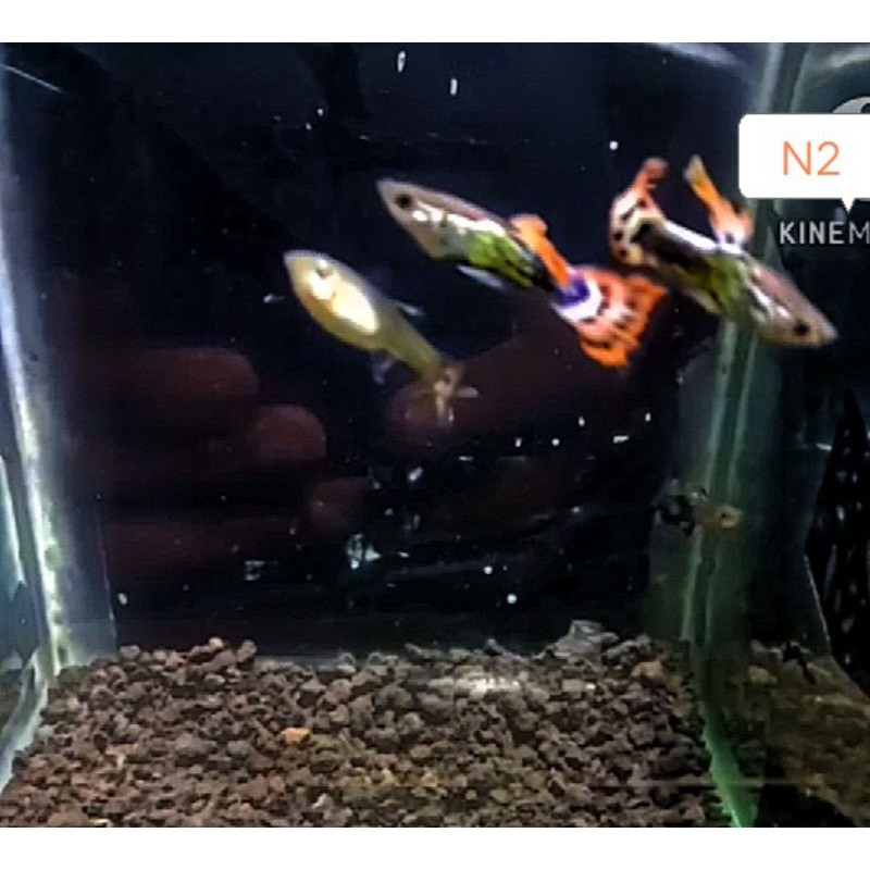 ikan hias Guppy murah ( paket 8 ekor )