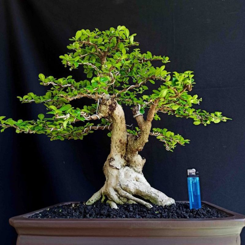 Detail Produk Bonsai Pohon Tanaman Hias Hokianti Import Jenis Bunga Prospek Kontes
