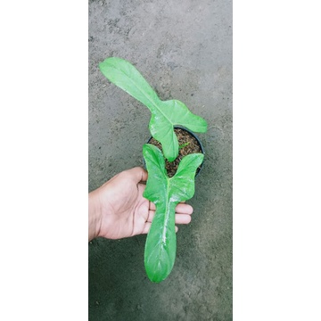 Philodendron Violin / Philodendron Bippenifolium