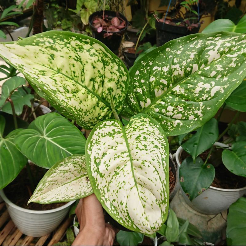 Aglaonema /Aglonema Chiang Mai Balloon