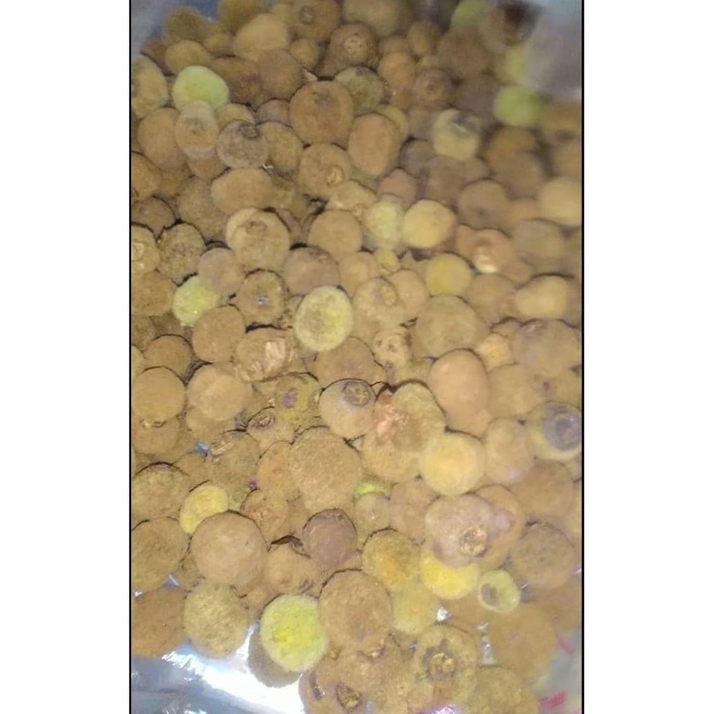 Unggul 1 Kg Benih Biji Pohon Jati Emas Super Unggul Urgent