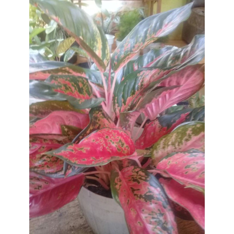 aglaonema kochin kamelon harga termurah