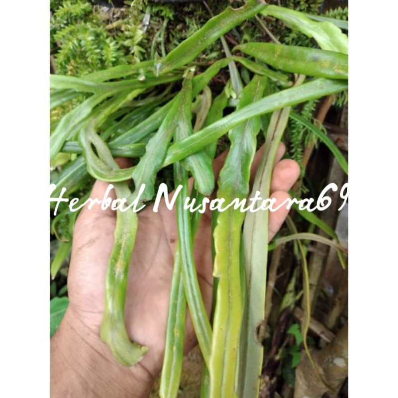 Promo Tanaman Hias Kadaka Rumpai Terbaru