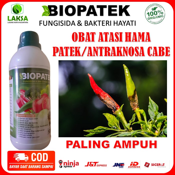 BIOPATEK obat Patek Antraknosa Cabe Paling Ampuh - BIOPATEK Obat Patek Cabe Ampuh - Obat Busuk Cabe 