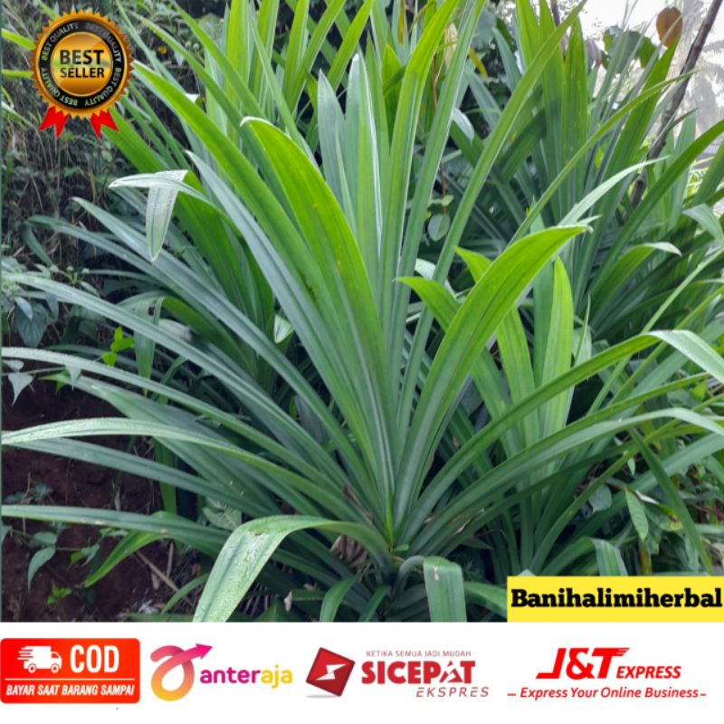 

Daun Pandan Segar 250 gram