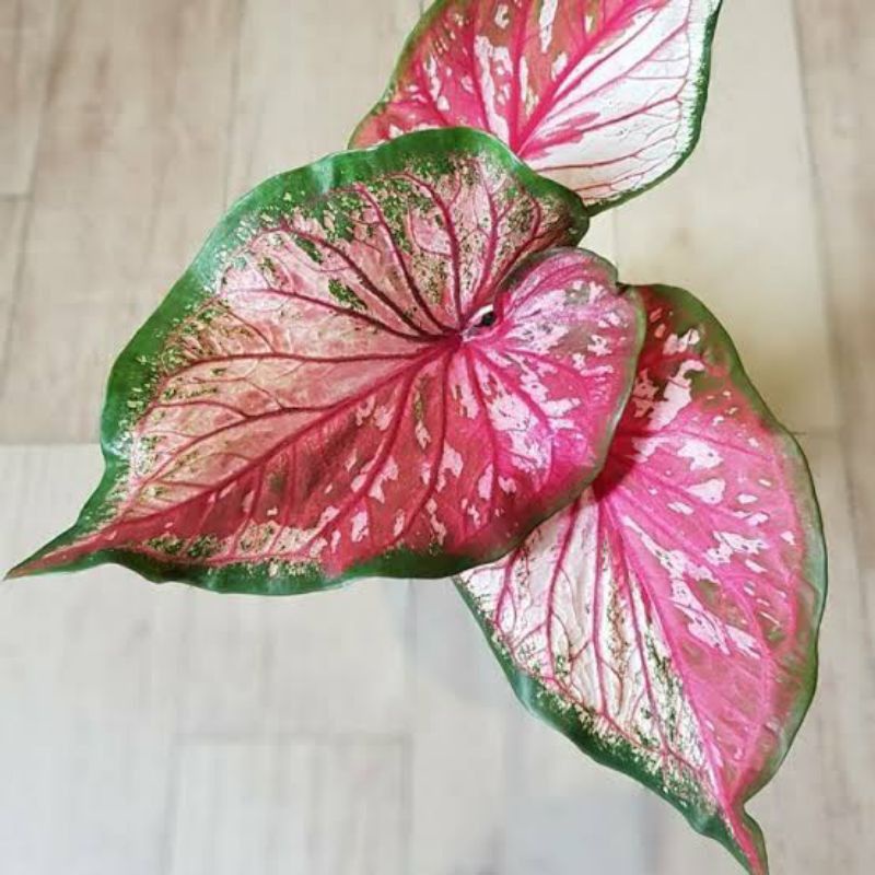 tanaman hias umbi keladi red clone hybrid keladi hias