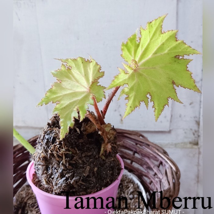 Begonia Palmata#Begonia Daun Bunga &amp; Tanaman
