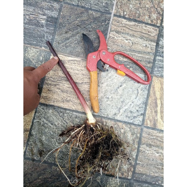 Sente Bali / Alocasia Macrrorhiza Black Stem