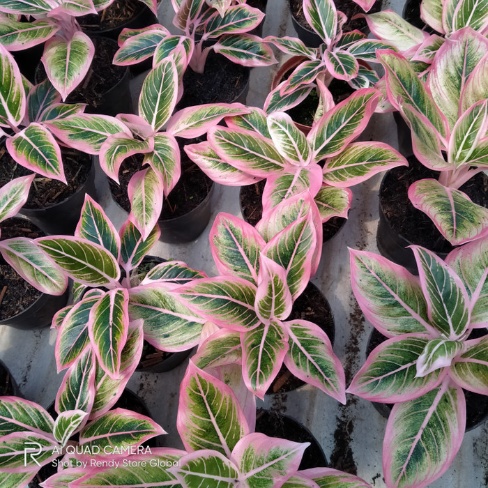 Aglonema Lotus - Tanaman hias Aglonema Lotus Delight