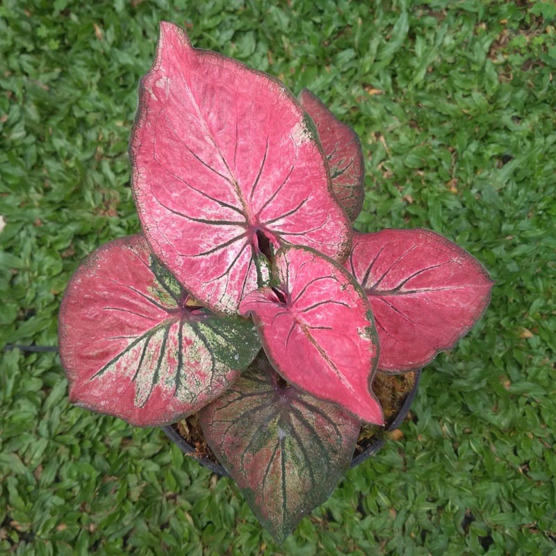 Caladium anoman obong ready anakan