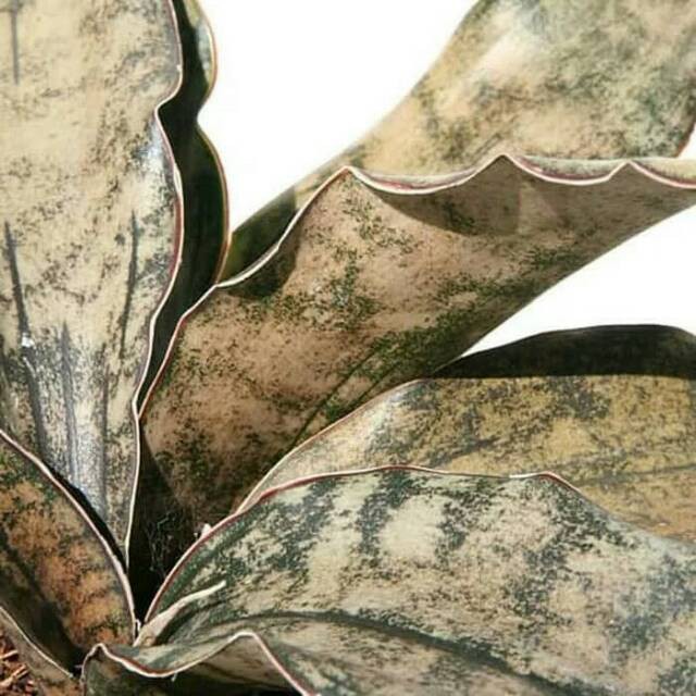 Tanaman hias sansivera kirkii brown/sansivieria/sanseviera/sansiveira coklat kirki