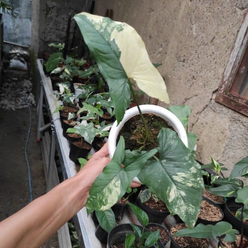 Tanaman Hias Syngonium Varigata Yellow / Syngonium Varigata Kuning