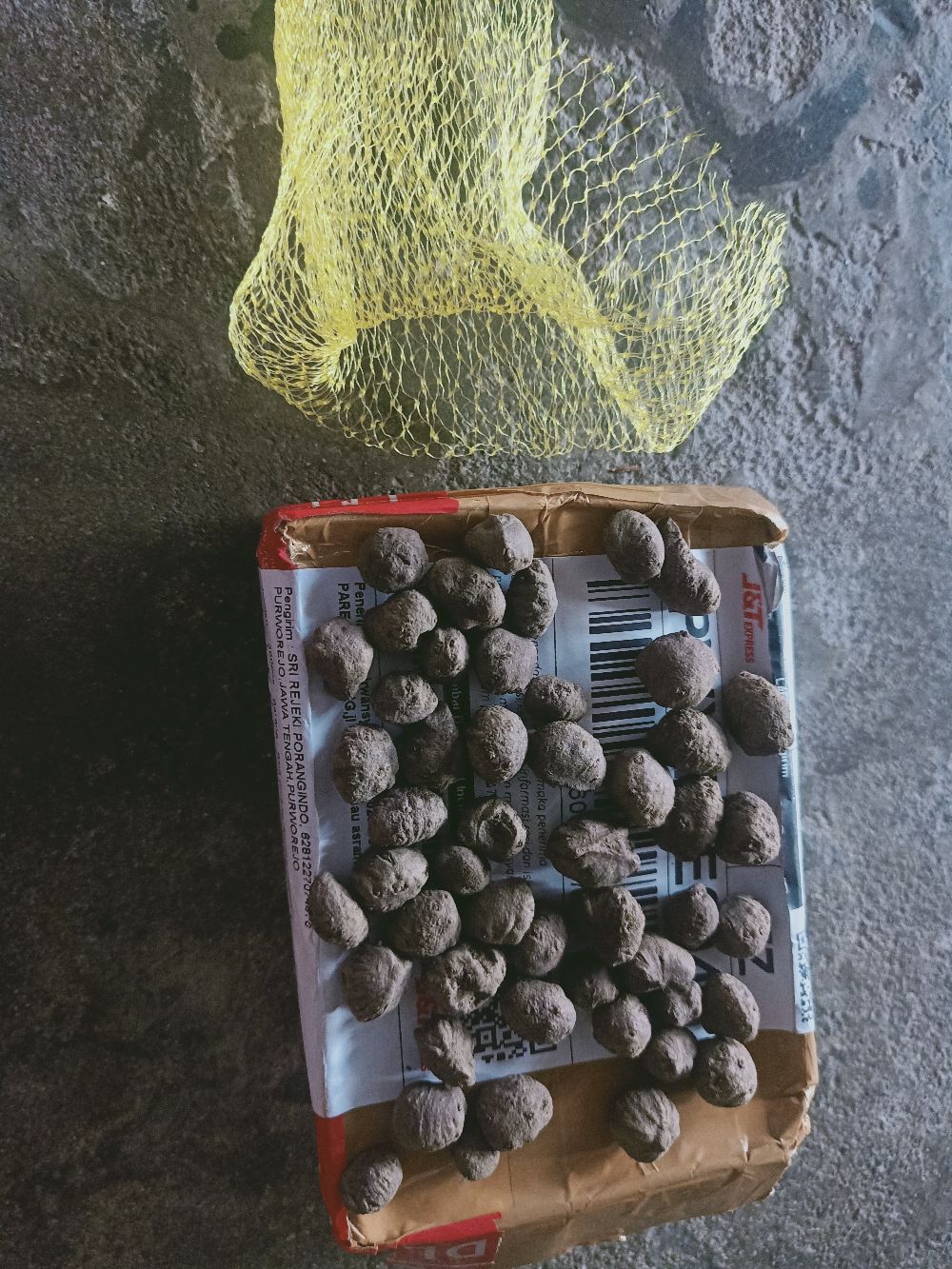 Bibit Porang Dorman | Katak Super Mini 700/ Biji