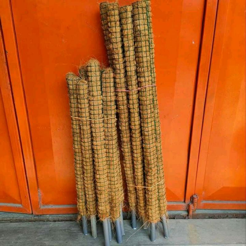 Turus rambatan bunga janda bolong40cm