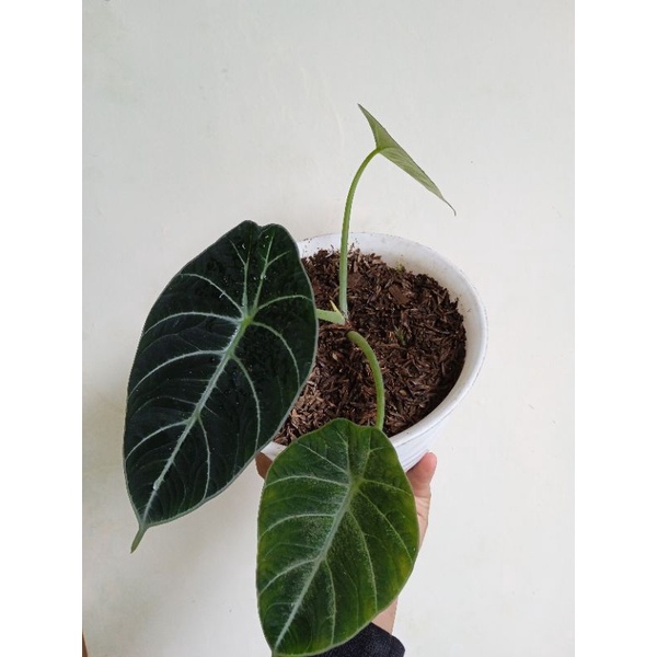 alocasia black velvet size remaja 3-5 daun
