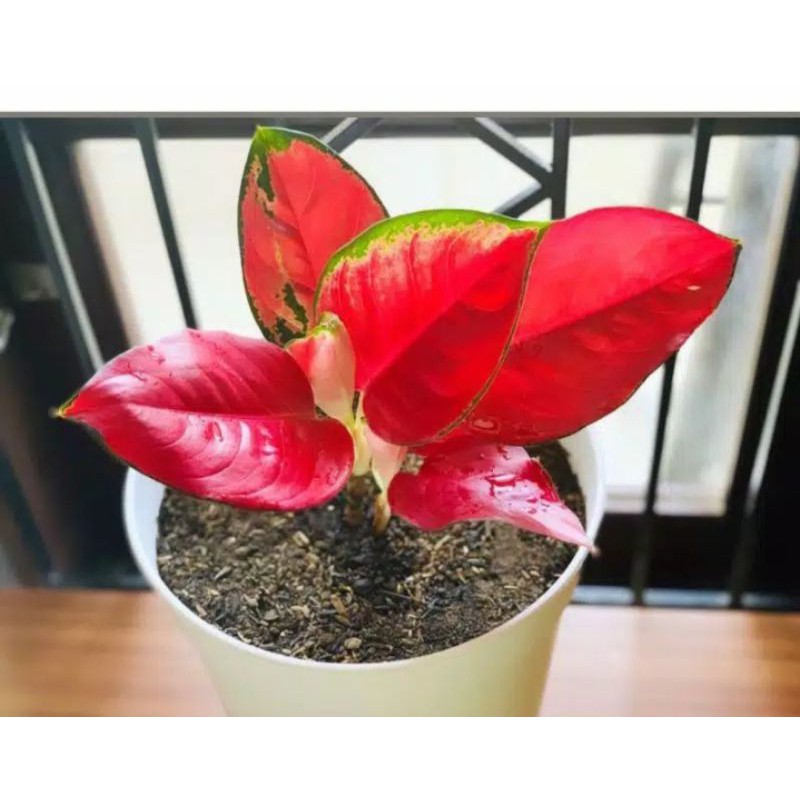 tanaman hias aglonema khocin/Baby aglonema khocin