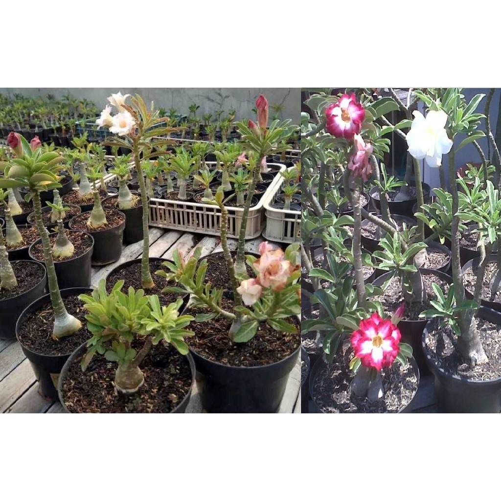 Tanaman Hias Adenium ORIGINAL BUNGA TUMPUK (Size A)