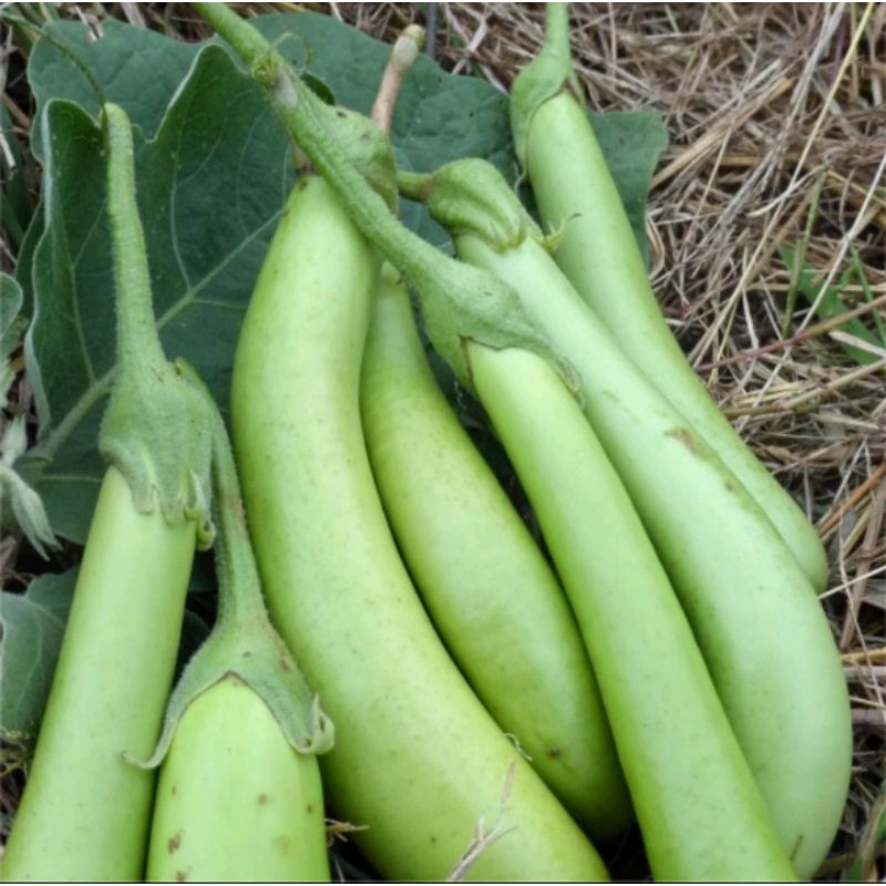 Terong Hijau SALERO isi 10biji