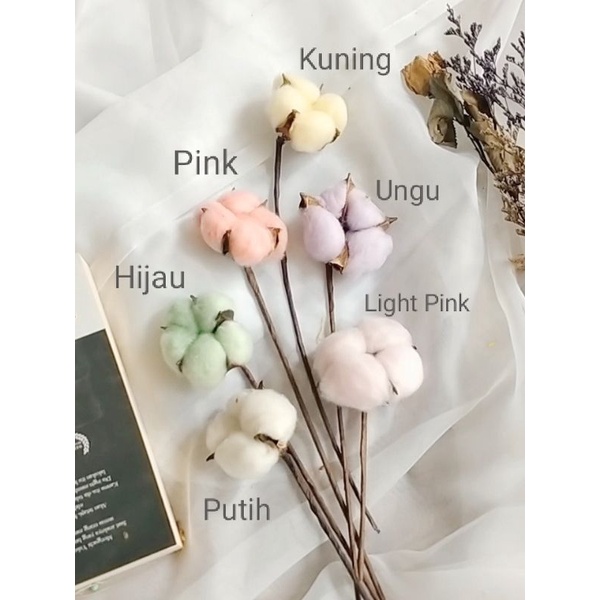 BUNGA KAPAS COTTON DRIED FLOWER BUNGA KERING