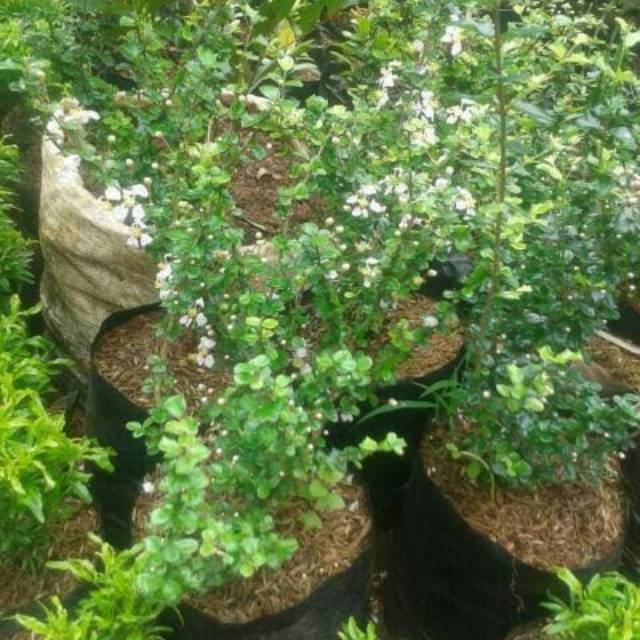 Tanaman Hias Mirten Daun Hijau Duri Shopee Indonesia Tanaman Hias Mirten Daun Hijau Duri Shopee Indonesia