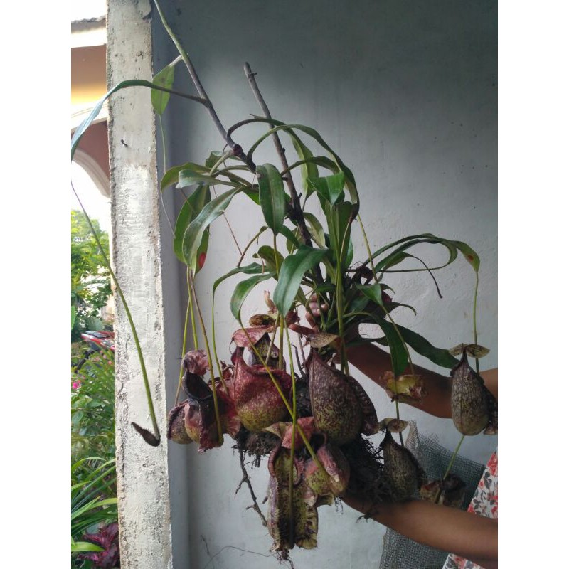 Jumbo, nephentes/ kantung semar