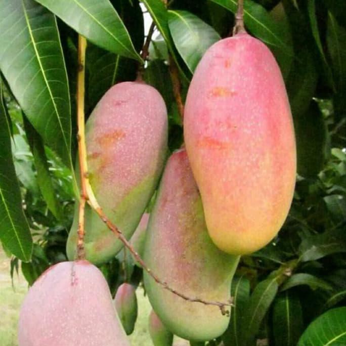 Plp Bibit Mangga Mahachanok / Bibit Buah / Tanaman