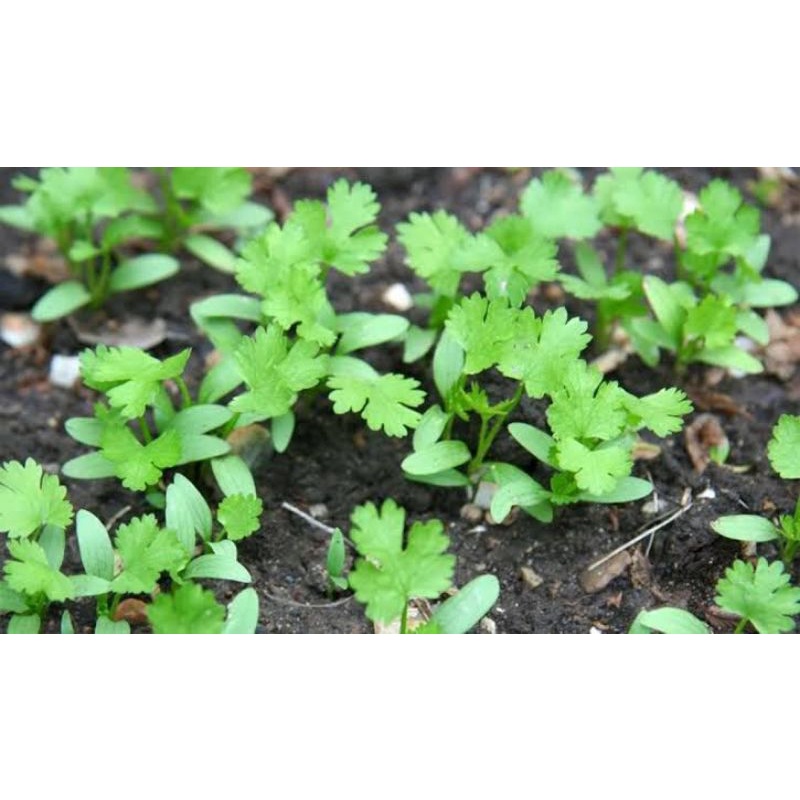 Benih Biji Daun Herbal Daun Ketumbar Coriander Cilantro