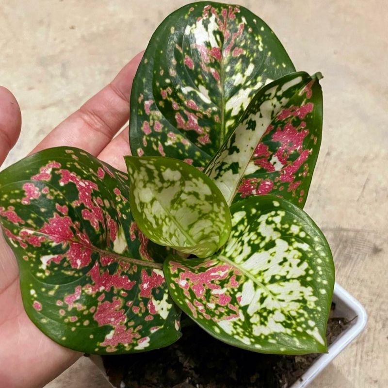Tanaman hias aglonema tri color / aglaonema tri color / aglonema murah / aglaonema murah