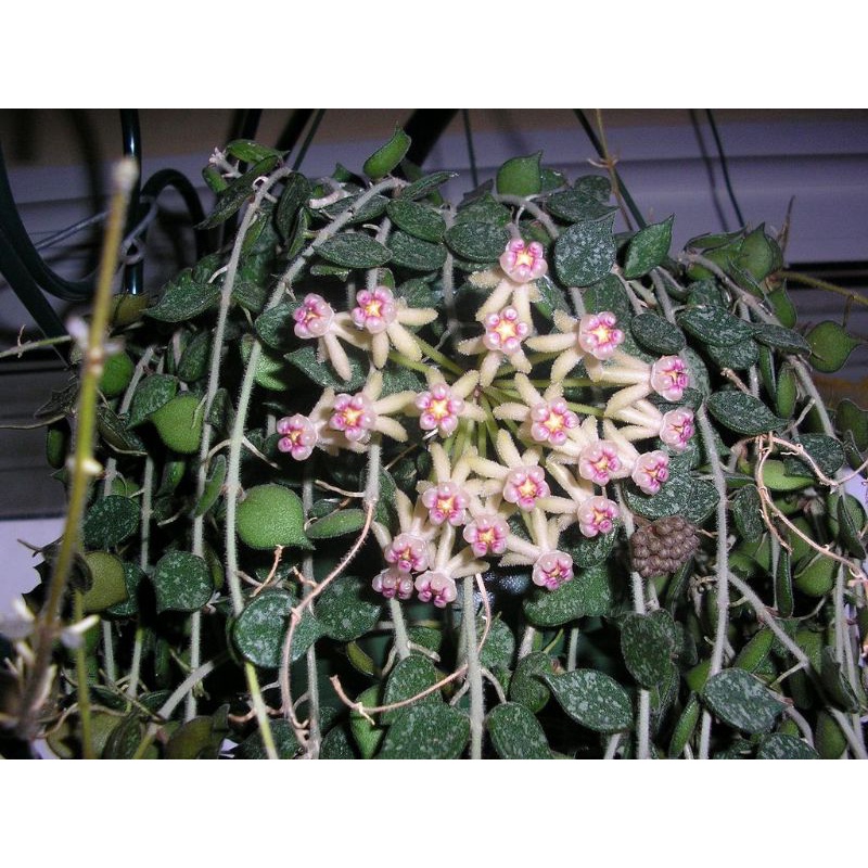 hoya curtisii rimbun,tanaman hias gantung