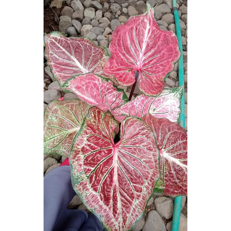 Umbi Caladium Hanoman obong - keladi hias Anoman obong