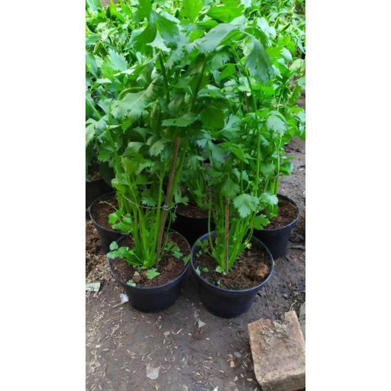

Pohon Seledri