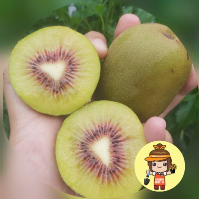 Tanaman Buah Kiwi Merah