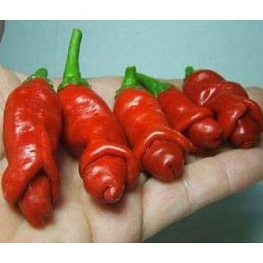 Produk Terbaru Benih Cabe Peter / Peter Pepper / Porn Pepper / Cabe Porno (Import)