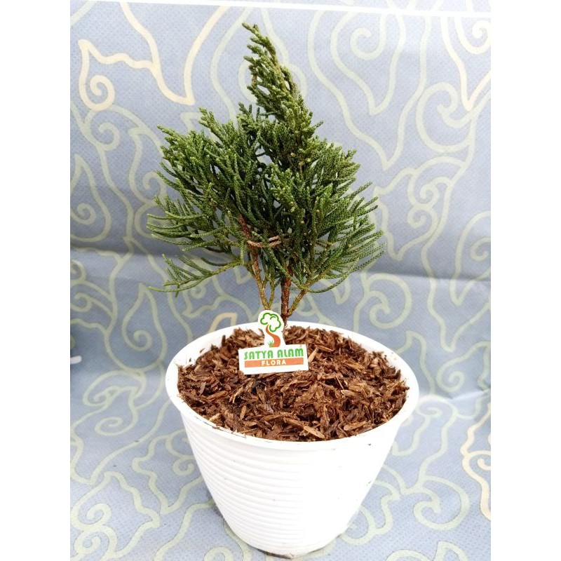 tanaman hias outdoor bibit pohon cemara pua pua